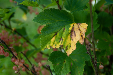 Diseases and parasites in garden plants