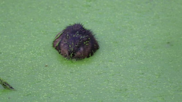 Muskrat, Ondatra zibethicus, covered in green duckweed also enjoys a meal of it eating voraciously turning, cute and gross