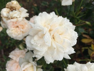 Weiße Rose mit Wassertropfen