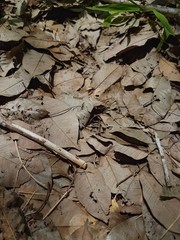 leaves on the ground