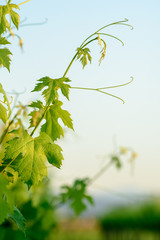 a branch of vine extends