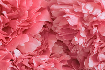 Obraz premium layout with macro peonies. peonies filling in the picture. Wallpaper with pink peonies.