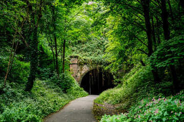 bridge in the forest