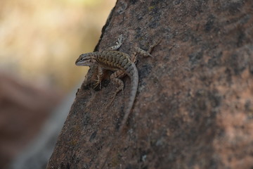 Lizard on a rock