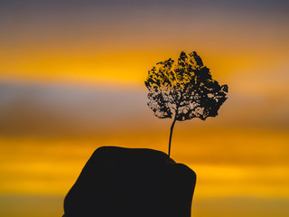 tree silhouette at sunset