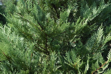MurrayX cypress foliage
