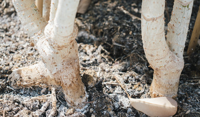 closeup of small plant trunk, forest ground view