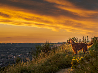 Dog looking at the sunset in the field