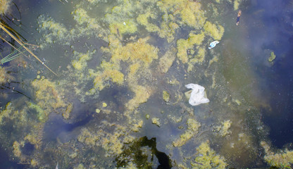 Blooming water with a plastic bag. Environmental pollution. A contaminated river or reservoir. top view.