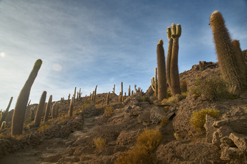 Captus and the Uyuni salar desert. South of Bolivia.