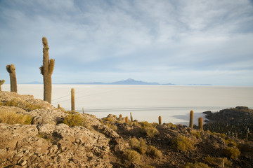 Fototapeta premium Captus and the Uyuni salar desert. South of Bolivia.