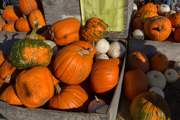 pumpkin farm