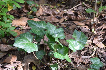 Ivy leaf