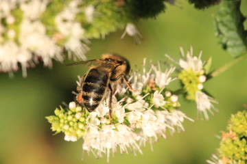 Back of bee covered in pollen on mint flower_4602