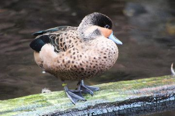 Duck standing