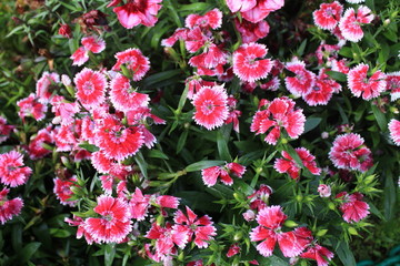 pink flowers in the garden from Ooty
