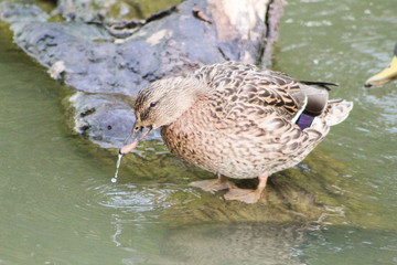 duck in water