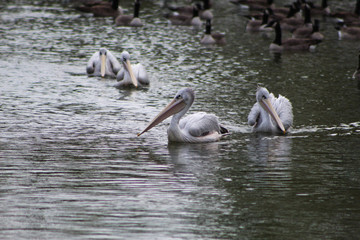 pelicans on the water