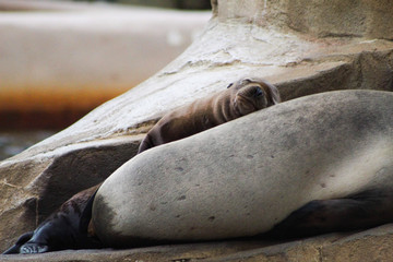 baby seal on mama