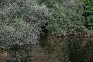 krajobraz rzeka las drzewa liście woda lato natura trawa zieleń 