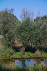 krajobraz rzeka las drzewa liście woda lato natura trawa zieleń 