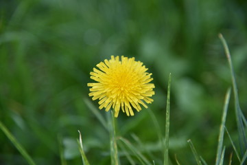 yellow dandelion flower