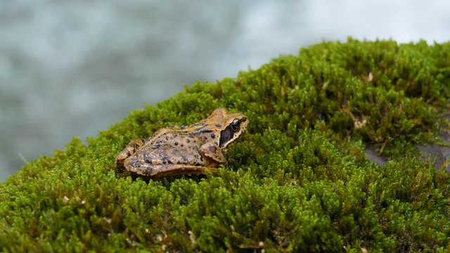 Grasfrosch (Rana temporaria) mit goldbrauner F&auml;rbung auf einem mit Moos bewachsenen Stein an einem Gebirgsbach