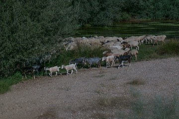 owce drzewa woda rzeka liście © Katarzyna