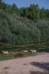 owce drzewa woda rzeka liście 