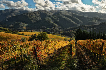 Fototapeta premium Spectacular rows of yellow vineyards in Chianti region during autumn season. Tuscany, Italy.