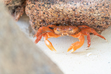 orange crab and stone on a tropical beach