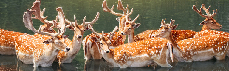 Large group of fallow deer resting in pond water on summer. Herd animals dama dama swim chill in river on hot day. Wildlife beauty in nature. Web banner header for a website.