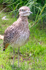 A cute Curlew chick, hunting for food in a grassy field