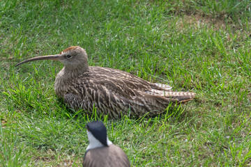 A cute Curlew bird, hunting for food in a grassy field