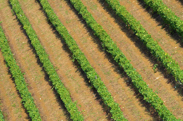 Green vineyard in Chianti region near Florence. Tuscany, Italy.