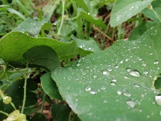 green grass after rain