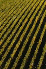 Beautiful rows of grapevines in Chianti region near Greve in Chianti (Florence). Tuscany, Italy. Autumn Season.