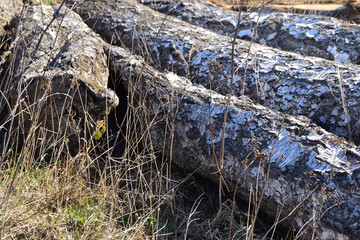 A close-up of scattered old large round logs lying in dry grass on the ground.