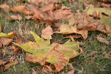 autumn leaves on the ground