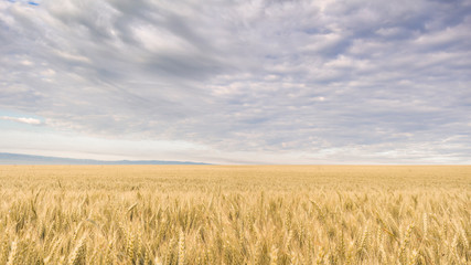 wheat and clouds