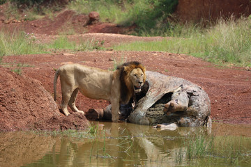 Obraz na płótnie Canvas Male Lion Eating Dead Hippo in Kenya, Africa