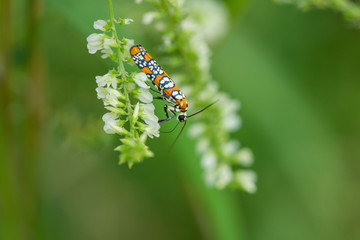 Ailanthus Webworm Moth on White Sweet Clover Flowers