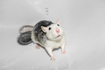 A tame rat sits in a white washbasin with its muzzle raised