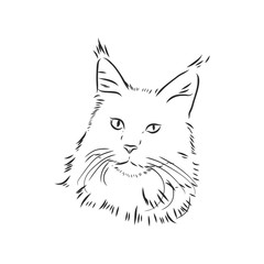 Maine coon cat portrait. Hand drawn vector illustration. Can be used separately from your design.