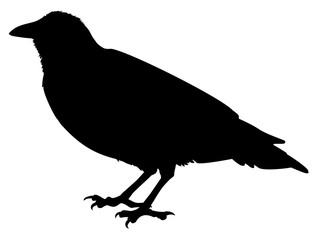 silhouette of a crow  vector