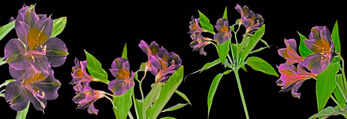 alstromeria flowers isolated on black background