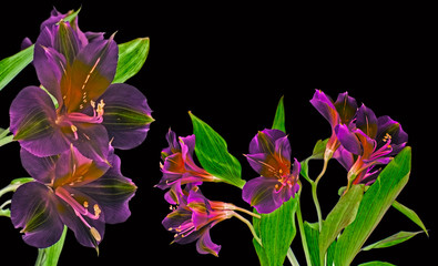 Fototapeta na wymiar alstromeria flowers isolated on black background