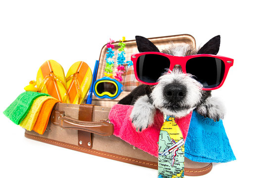 summer vacation dog in bag full of holiday items