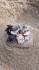 seashells on the sand