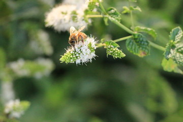 Bee sucking nectar of Mint flower_4551